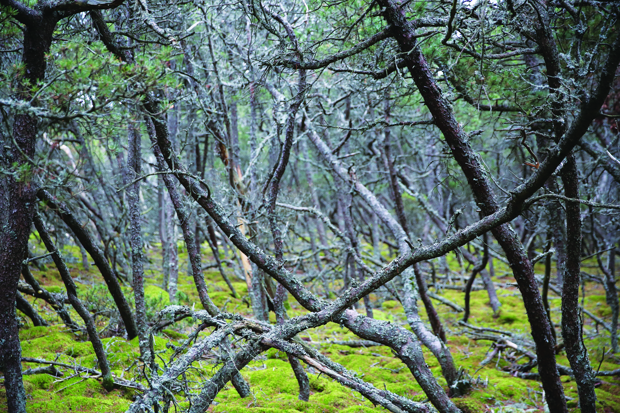 Mountain pine forest in Neringa to be clear cut. Image by Jurga Daubaraitė and Jonas Žukauskas