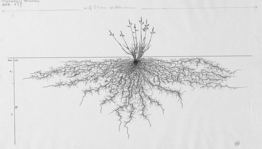 Grey hair-grass (Corynephorus canescens) found in L. Kutschera and E. Lichtnegger, Wurzelatlas Mitteleuropaeisher Gruendpflanzen, Band 1: Monocotyledoneae, Gustav Fischer Verlag, Stuttgart, New York, 1982, p. 516.